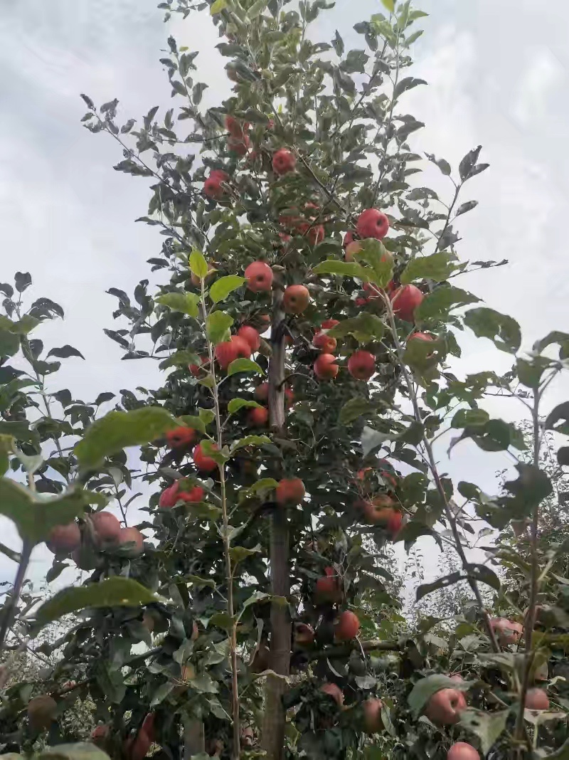 四川早熟丑苹果华硕苹果，果农直销全国代发