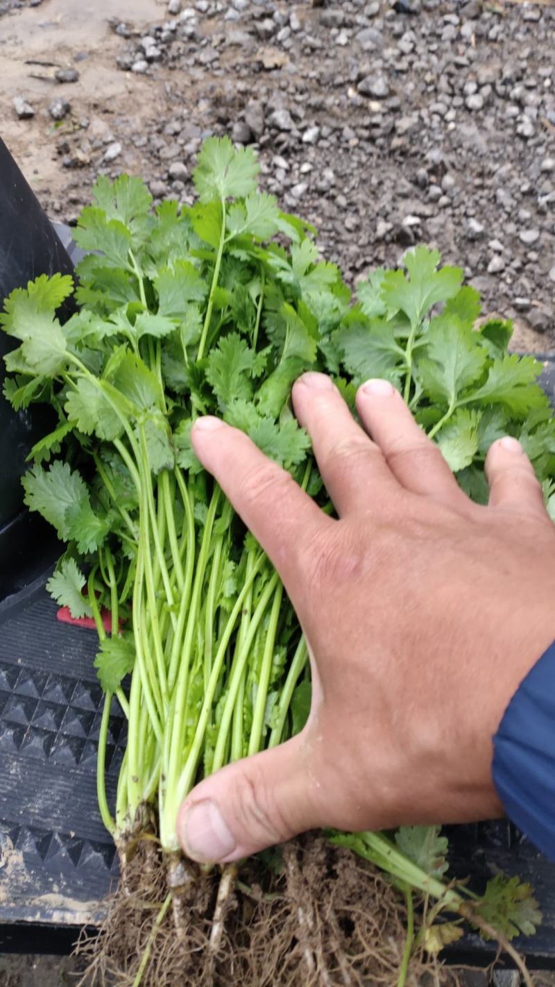 香菜