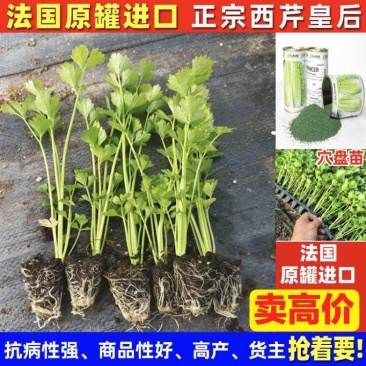 法国原罐进口法国皇后西芹苗穴盘优质芹菜苗欢迎寿光苗厂喝茶