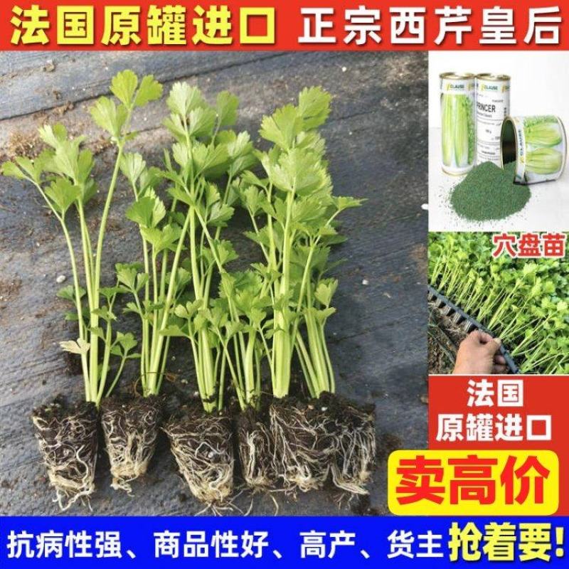 法国原罐进口法国皇后西芹苗穴盘优质芹菜苗欢迎寿光苗厂喝茶