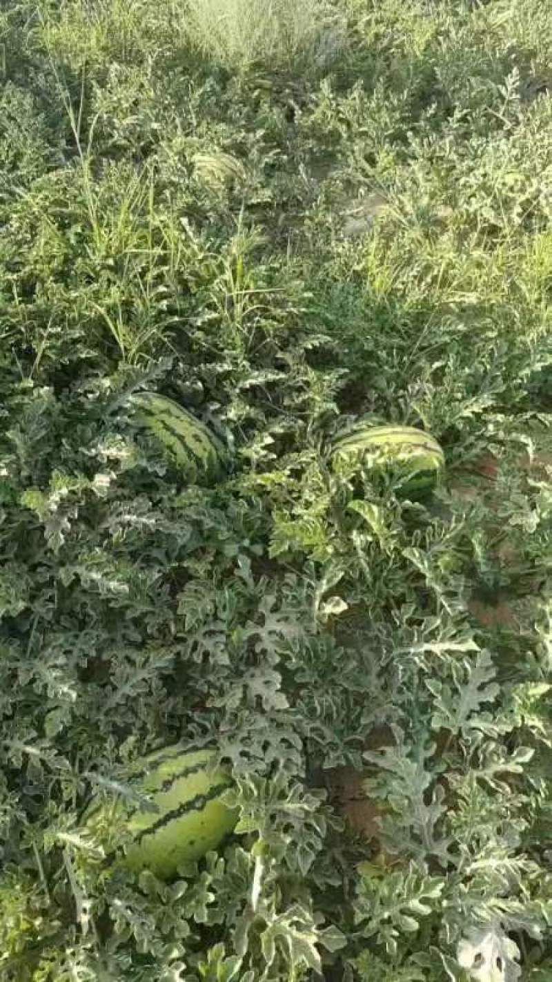 甘肃古浪县金花西瓜农场自营，拒绝套路无隐藏收费品质保障