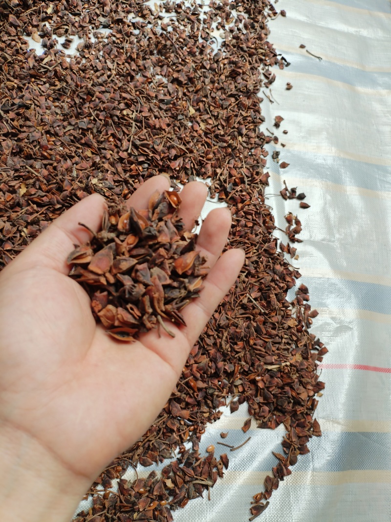 广西无硫大红八角卤料大料香料足干产地值供