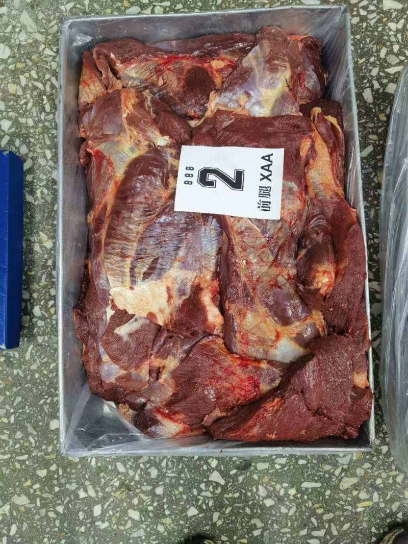 马前腿大三角