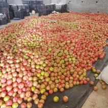 河北宣化精品西红柿，口感313大量供应，欢迎各位老板电联