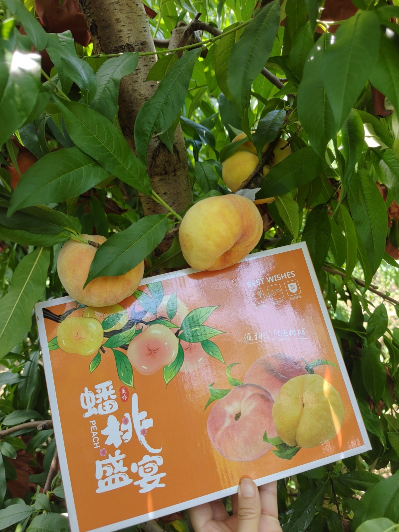 黄桃，蟠桃