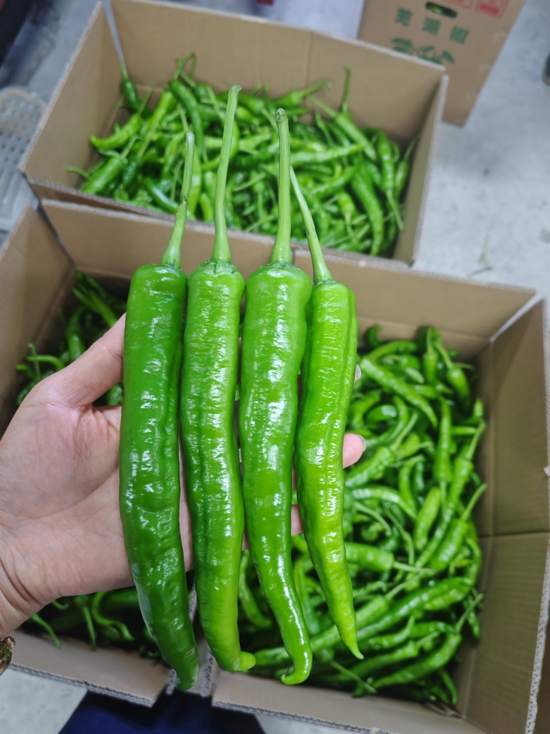辣椒湘研55号辣椒高山好货质优价廉欢迎咨询订购