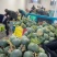 头茬精品绿宝石【热卖中，对接电商，市场，超市，社团，代发全国