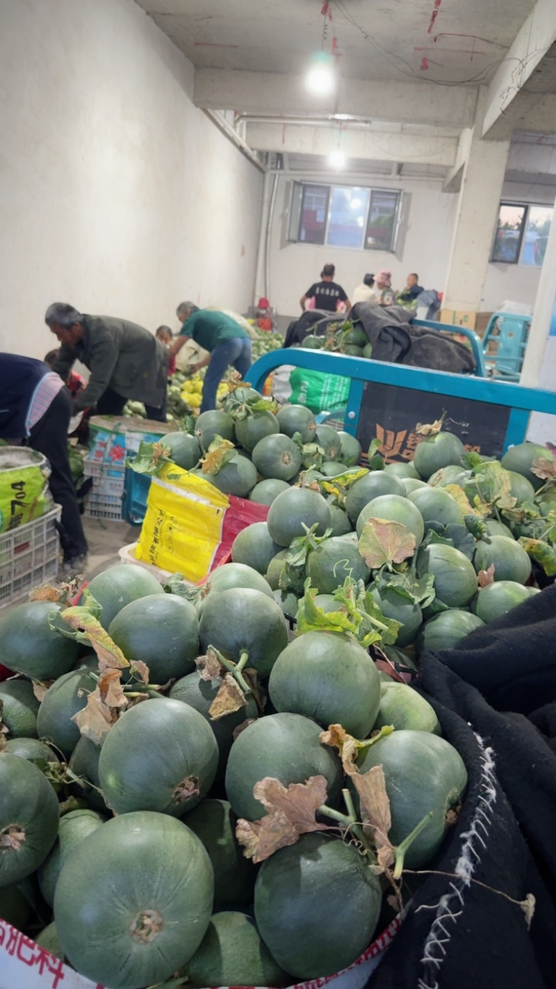 头茬精品绿宝石【热卖中，对接电商，市场，超市，社团，代发全国