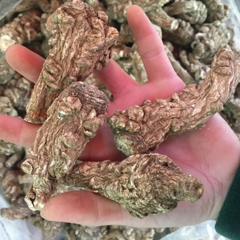 当归头精品当归头甘肃当归头规格齐全量大从优，全年发货