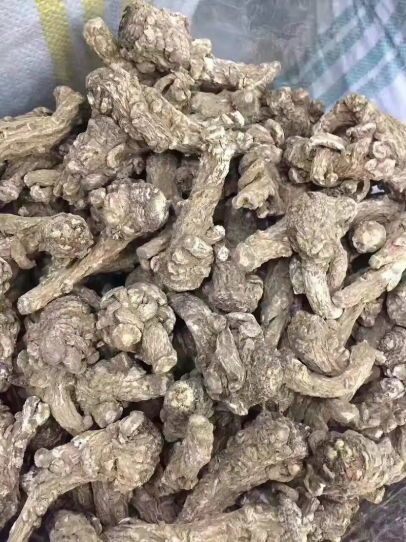 当归头精品当归头甘肃当归头规格齐全量大从优，全年发货