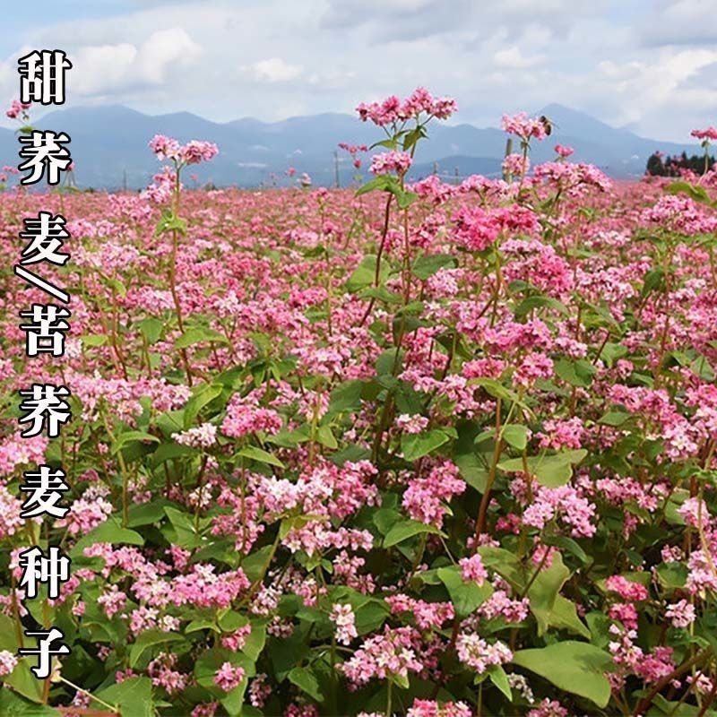 荞麦种子苦荞麦种子黑荞麦种子芽苗菜种子甜荞麦种子三角荞麦