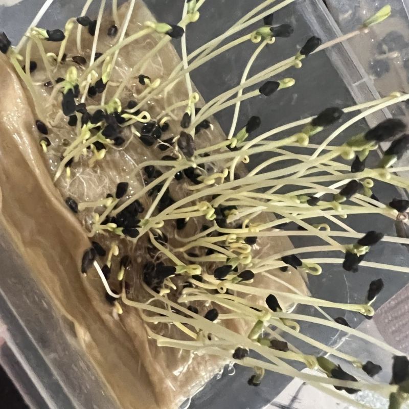 荞麦种子苦荞麦种子黑荞麦种子芽苗菜种子甜荞麦种子三角荞麦