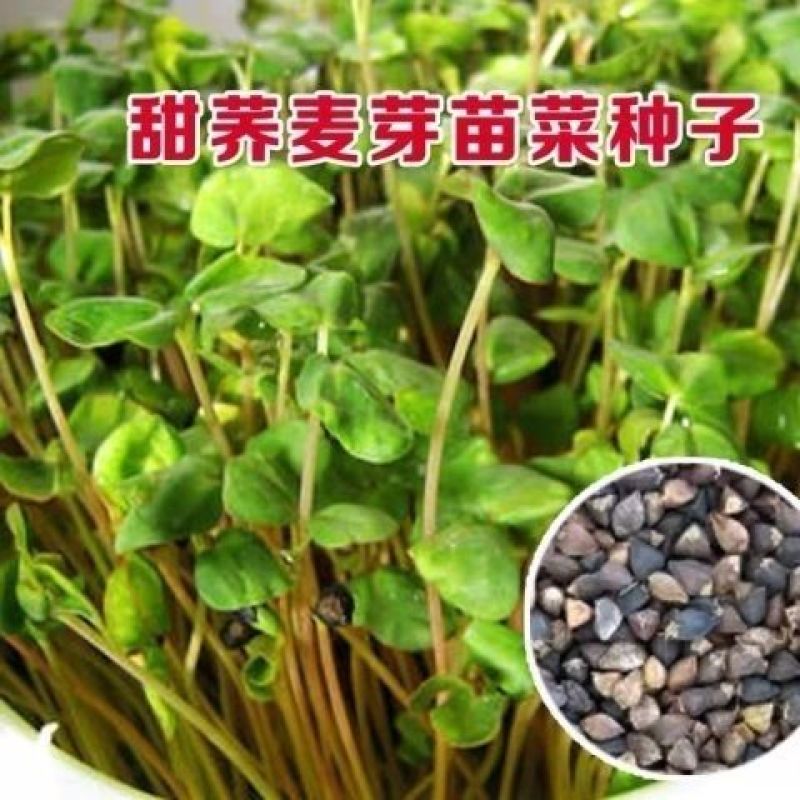 荞麦种子苦荞麦种子黑荞麦种子芽苗菜种子甜荞麦种子三角荞麦