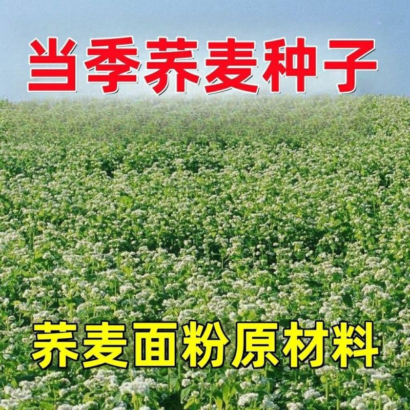 荞麦种子苦荞麦种子黑荞麦种子芽苗菜种子甜荞麦种子三角荞麦
