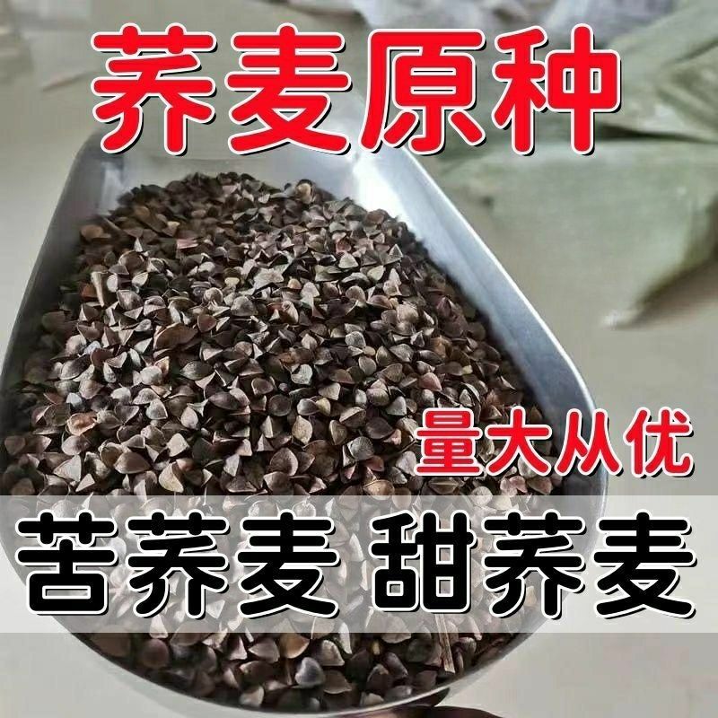 荞麦种子苦荞麦种子黑荞麦种子芽苗菜种子甜荞麦种子三角荞麦