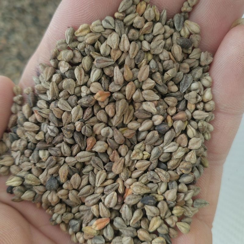 荞麦种子苦荞麦种子黑荞麦种子芽苗菜种子甜荞麦种子三角荞麦