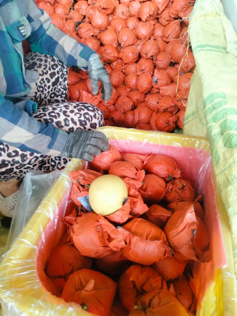 三层棉黄金梨