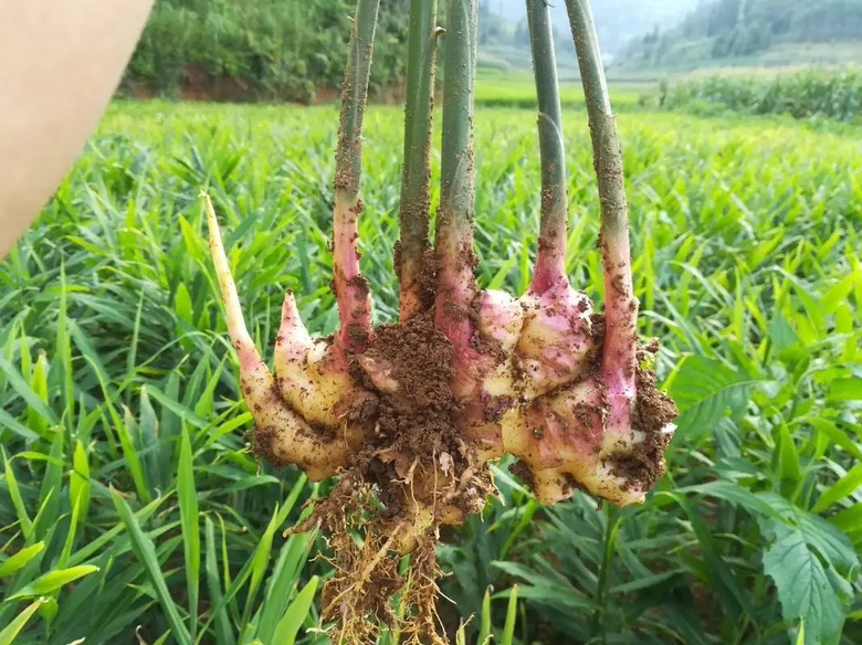 一株带土的新鲜小黄姜,表面呈淡黄色,根部密集分枝,表皮薄而光滑,有明显节状结构,部分区域可见嫩芽萌发,背景为山地土壤环境 小黄姜特写