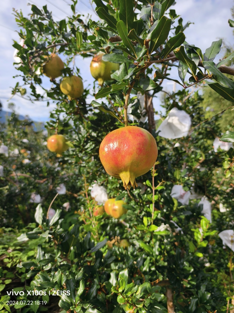 会理软籽石榴