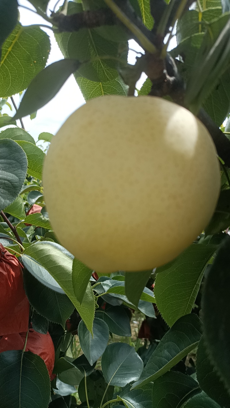 三层棉黄金梨