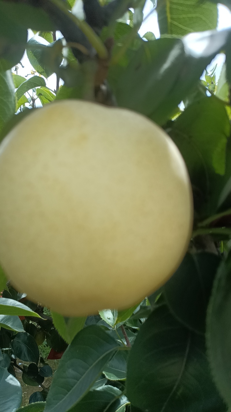 三层棉黄金梨