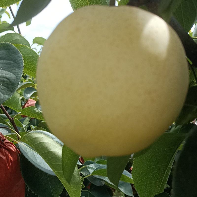 三层棉黄金梨