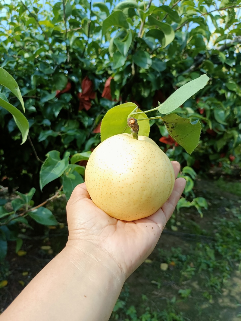 三层棉黄金梨