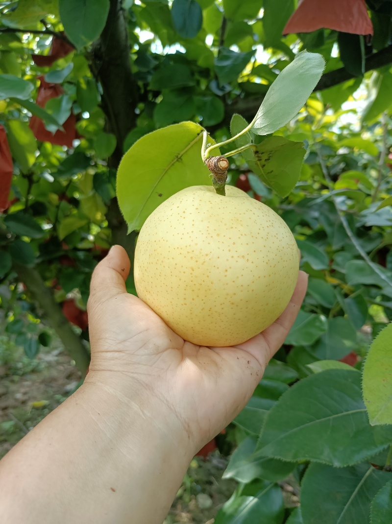 三层棉黄金梨