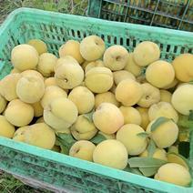 黄金冠黄桃大量供应8毛一斤
