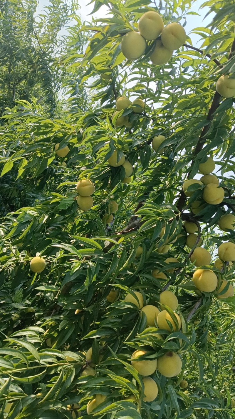 黄金冠黄桃大量供应8毛一斤