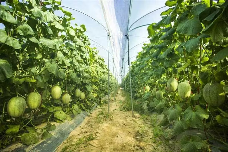 新疆哈密瓜种植基地航拍图