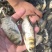 花鲢鱼苗《大头鱼》抗病能力强生长快欢迎咨询