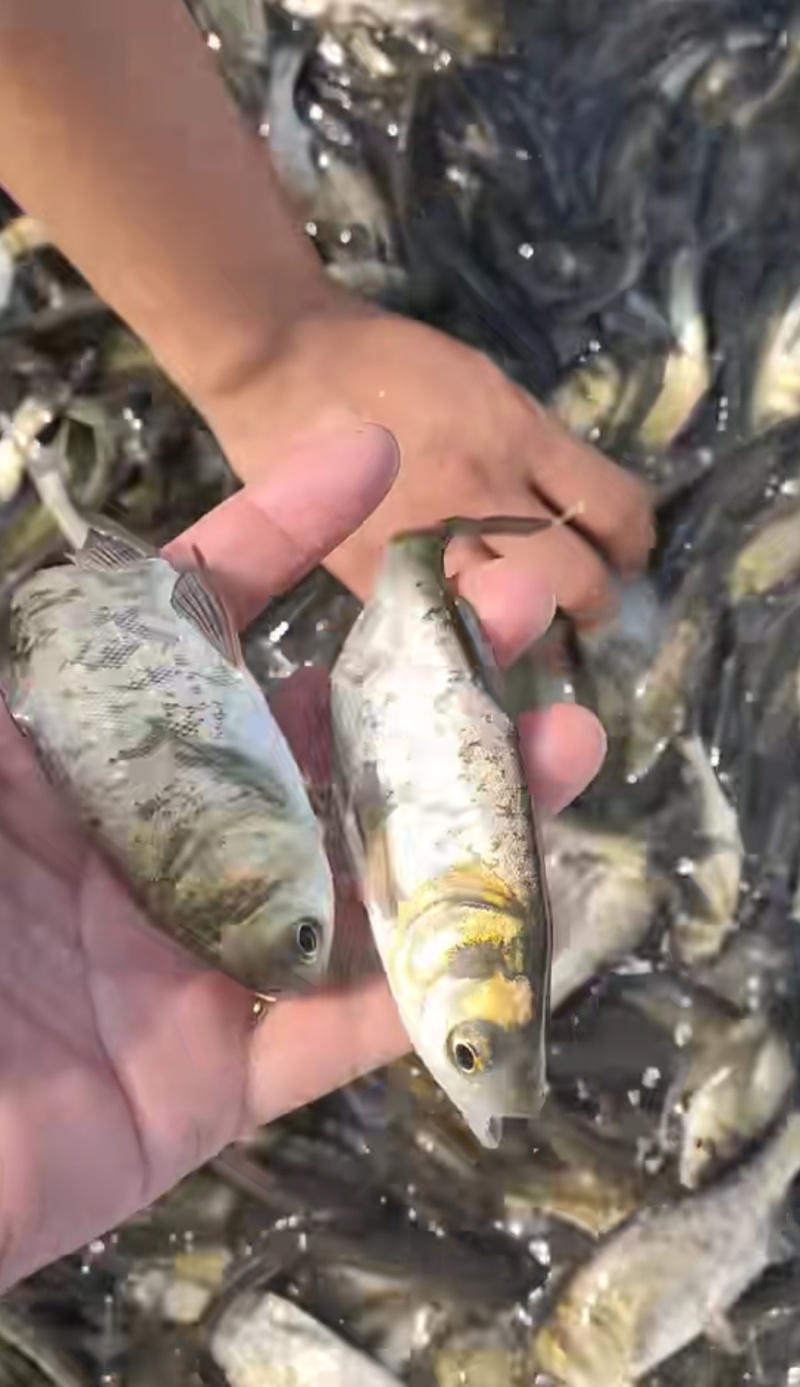 花鲢鱼苗《大头鱼》抗病能力强生长快欢迎咨询