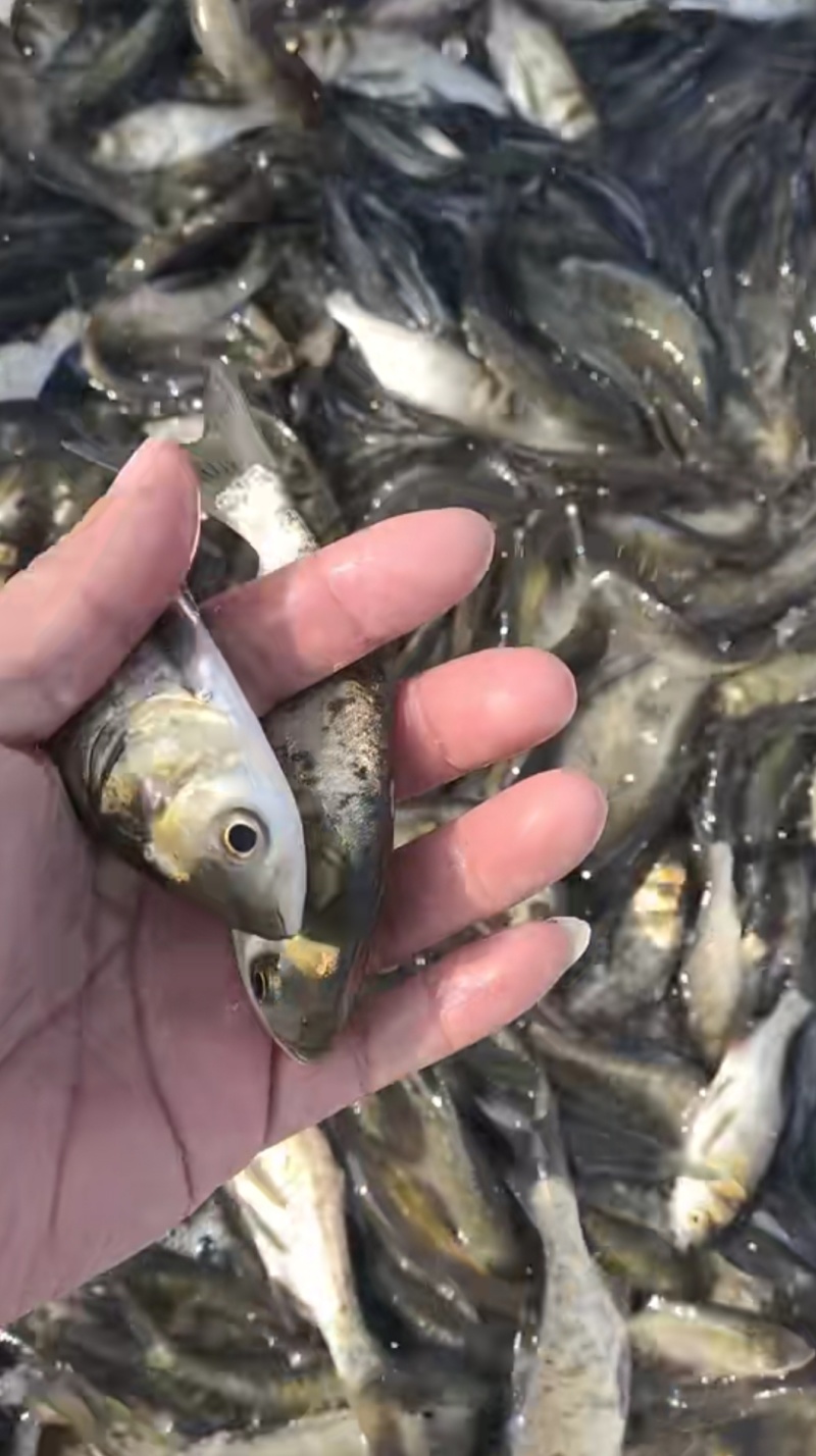 花鲢鱼苗《大头鱼》抗病能力强生长快欢迎咨询