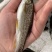 金沙鲈鲤/豹纹花鱼/大花鱼/抗病力强/