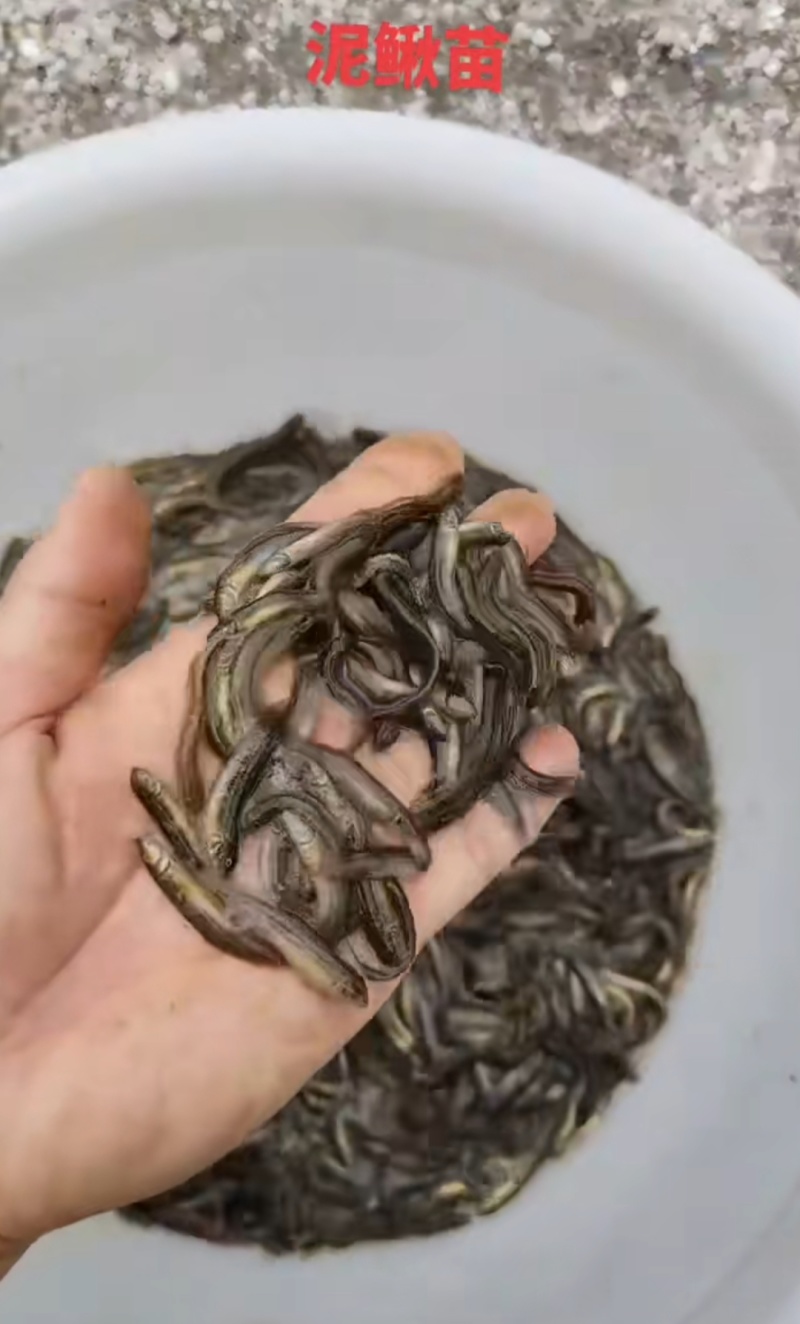 杂交泥鳅苗检验发货抗病能力强长势快基地直销