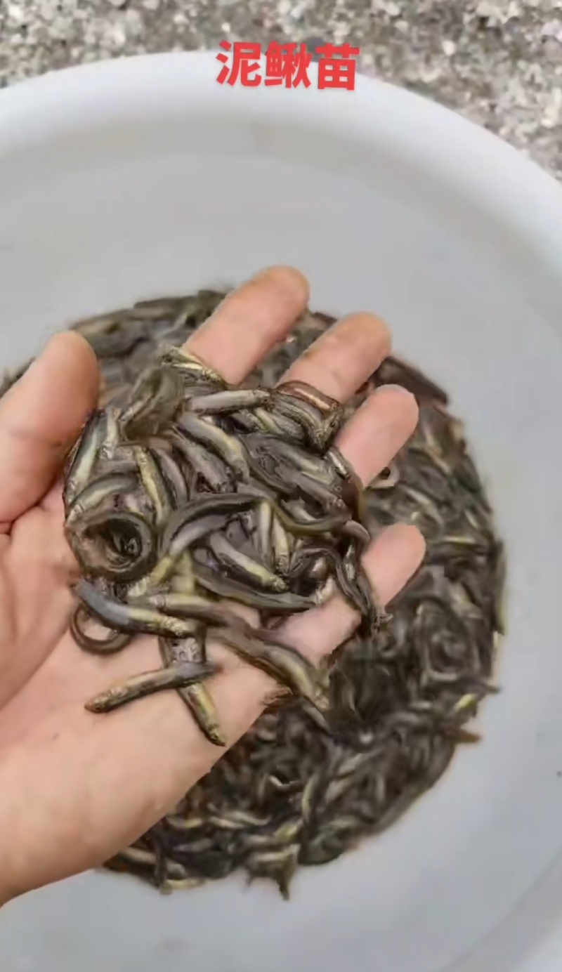 杂交泥鳅苗检验发货抗病能力强长势快基地直销