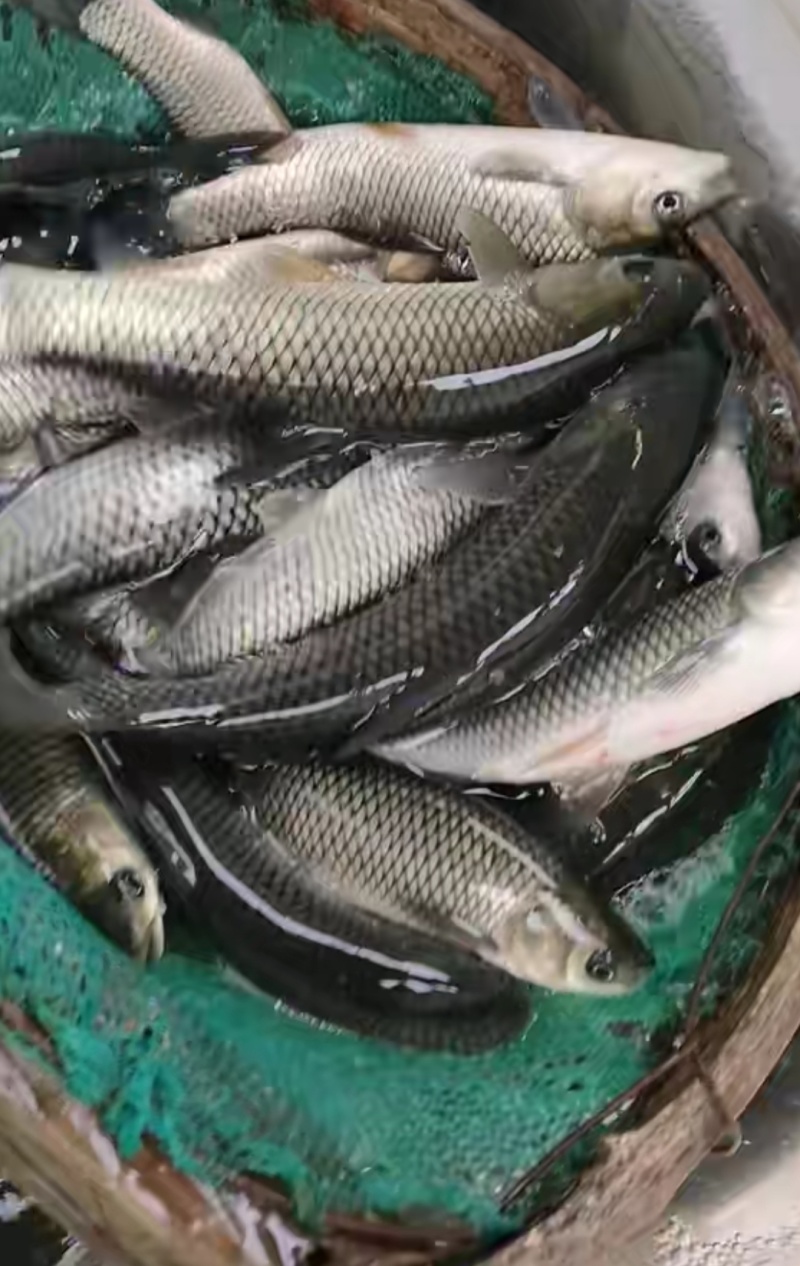 长江草鱼苗抗病能力强长势快渔场直销提供技术指导