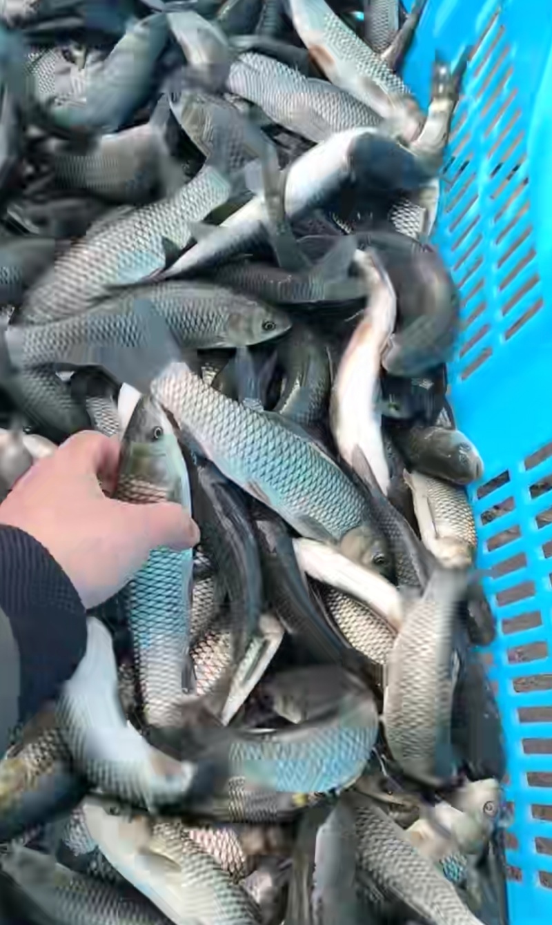 长江草鱼苗抗病能力强长势快渔场直销提供技术指导