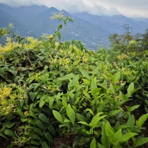 中都，原生态金银花