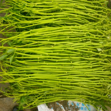 农田种植的空心菜