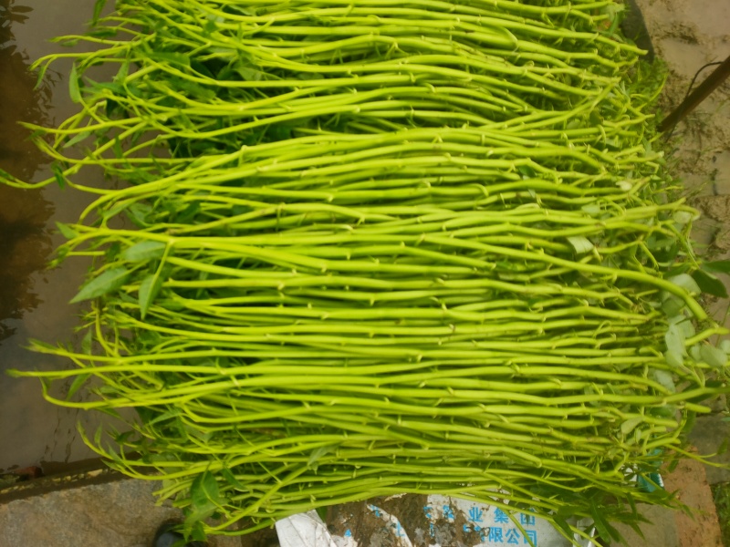 农田种植的空心菜