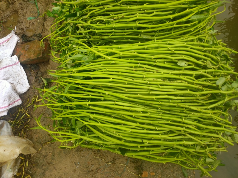 农田种植的空心菜