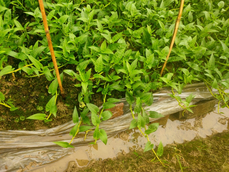 农田种植的空心菜