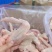 鸭翅冻货三节鸭翅批发地摊10元模式跑江湖凉菜店卤鸭翅