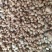 杏核