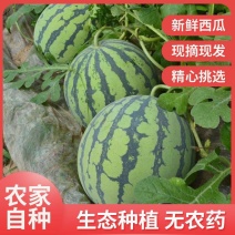 精品美都麒麟西瓜，大量有货，量大优惠，对接全国市场