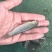 青鱼苗螺蛳青抗病力强规格齐全成活率高