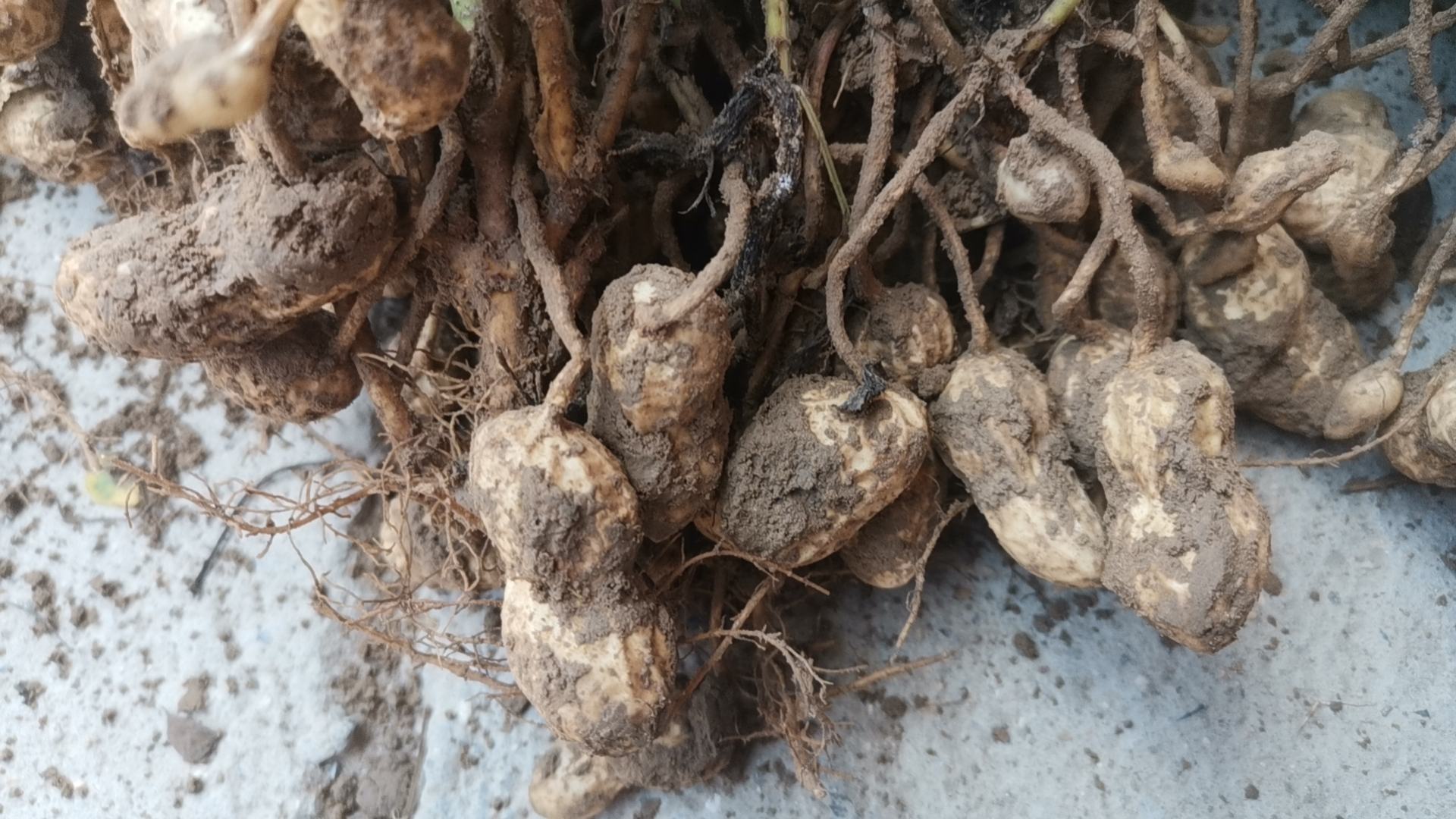 鲁花14号花生籽仁展示图