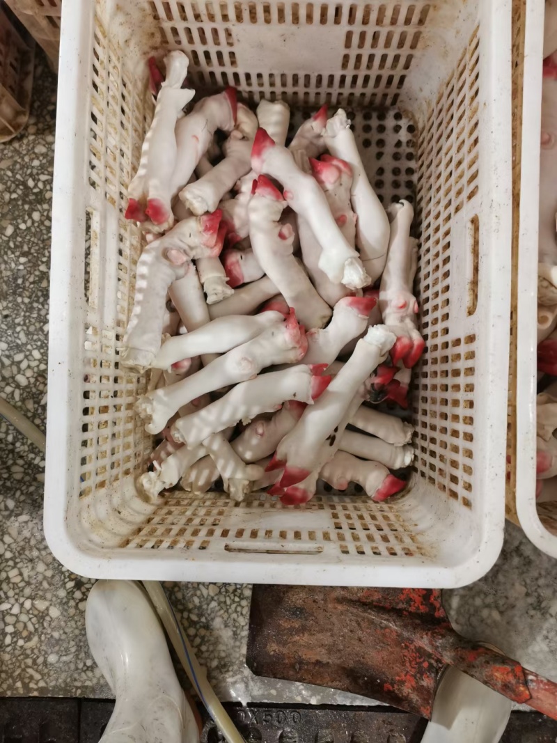 清真水褪白羊蹄，各种大小型号都有，大小均匀